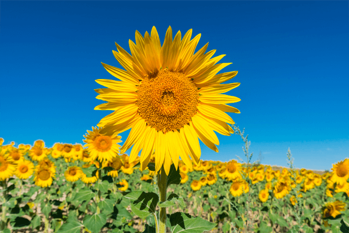 Sunflower oil