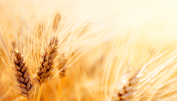 Wheat